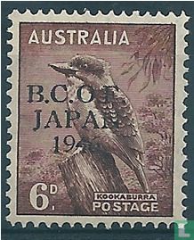 BCOF Kookaburra