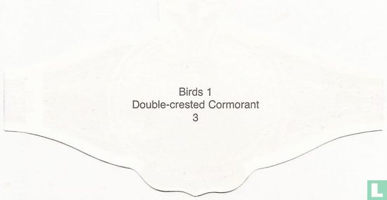 Double-crested Cormorant  - Bild 2