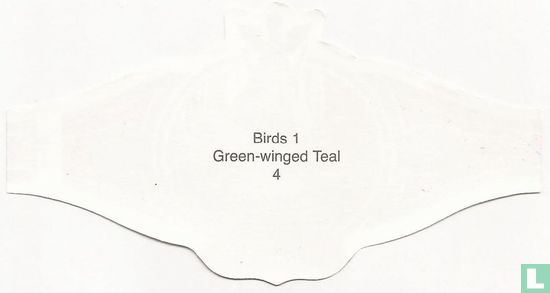 Green-winged Teal  - Bild 2