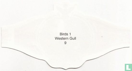 Western Gull  - Bild 2
