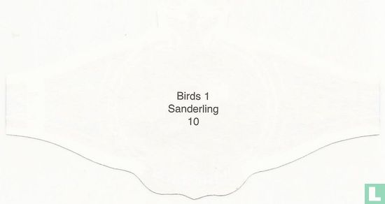 Sanderling  - Bild 2
