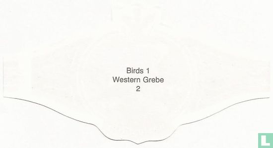 Western Grebe   - Image 2