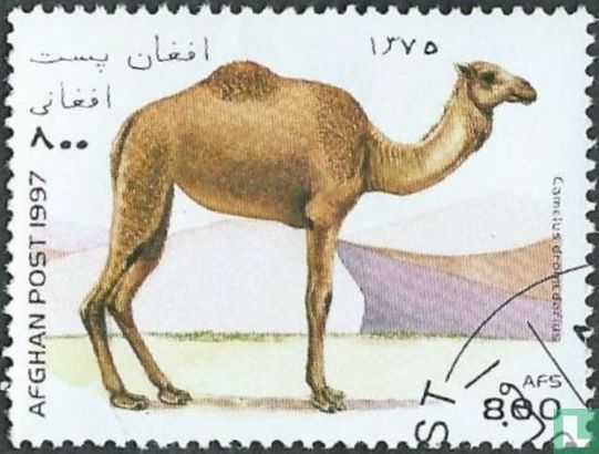 Kameliden