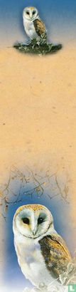Barn Owl - Image 1