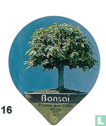 Bonsai       