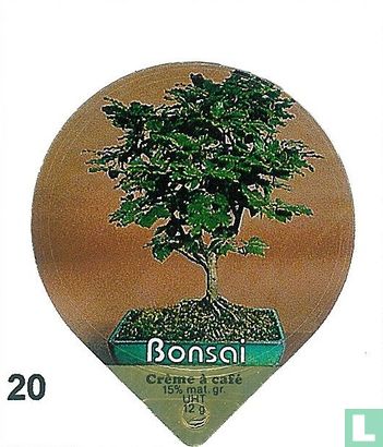 Bonsai          