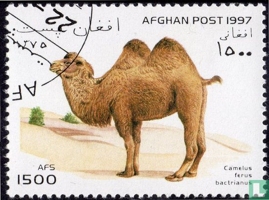 Kamelen en lama's