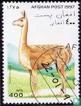 kameelachtigen