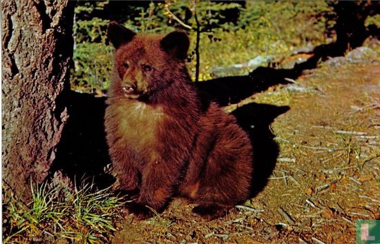 Black Bear Cub - Jonge zwarte beer - Afbeelding 1