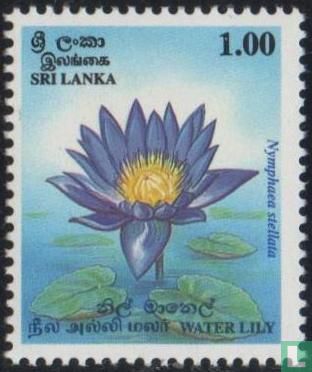 Blaue Wasserlilie