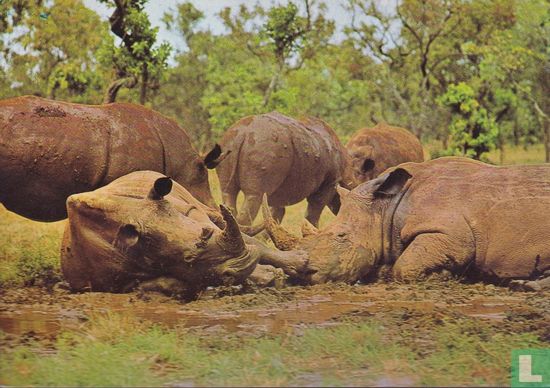 Kenya Wildlife - Group of Rhinoceros - Afbeelding 1
