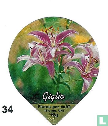 Blumen Iris    