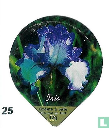 Blumen Iris  