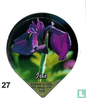 Blumen Iris