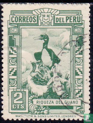 Guanay Cormorant - Leucocarbo bougainvillii