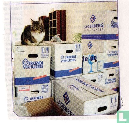 Kat op verhuisdozen