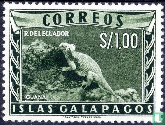 Galapagos, iguane
