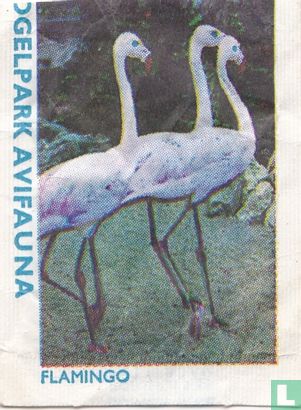 Flamingo - Vogelpark Avifauna  - Bild 1