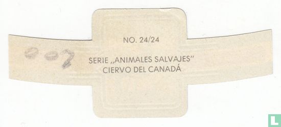 Ciervo del Canada - Afbeelding 2