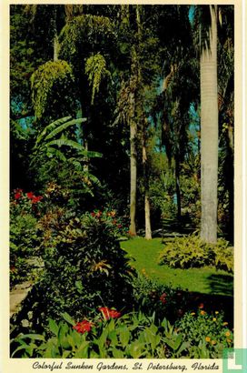 SK.79 USA Florida Majestical Royal Palms sunken gardens St. Petersburg - Image 1