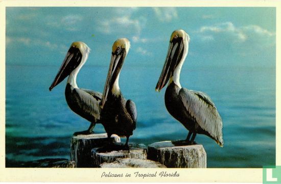 Pelicans in tropical Florida  - Image 1