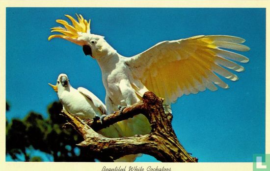 G.285 USA Florida White Cockatoos Parrot Jungle Kakatoes - Image 1
