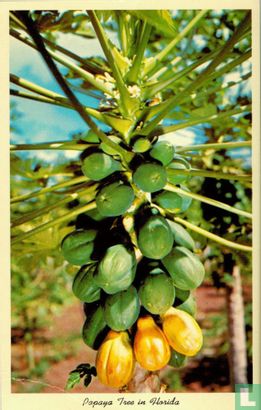FK.93 USA Papaya tree in Florida - Image 1