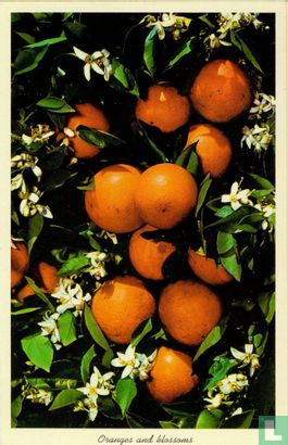 FK.23 USA Florida Oranges and blossoms - Image 1