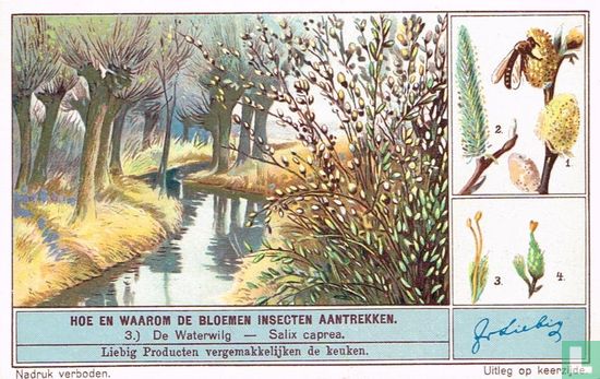 De waterwilg - Salix caprea