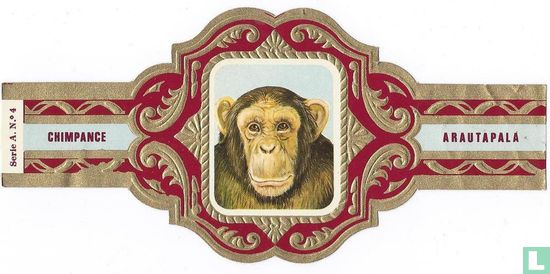 Chimpance - Afbeelding 1