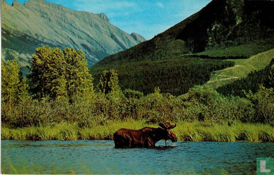 A Bull Moose in the Canadian Rockies - Afbeelding 1