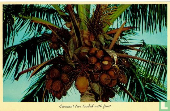FK.103 USA Florida Coconut tree full of cocoanuts - Image 1