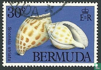 Marine gastropods