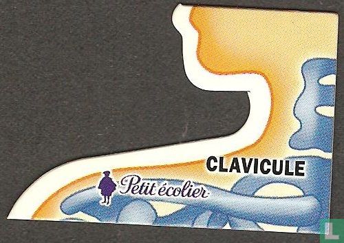 Clavicule