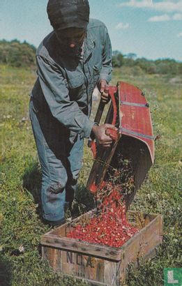 278 - Picking Cranberries on Cape Cod - Image 1