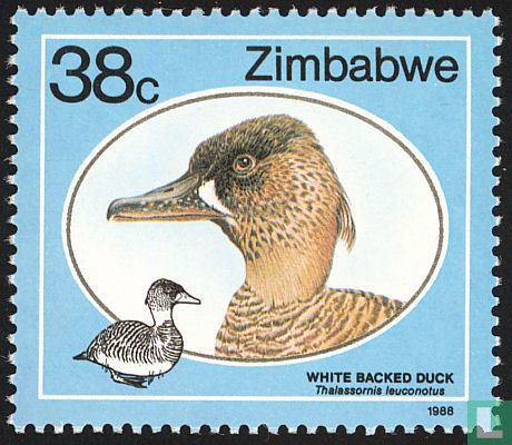 White-tailed Duck