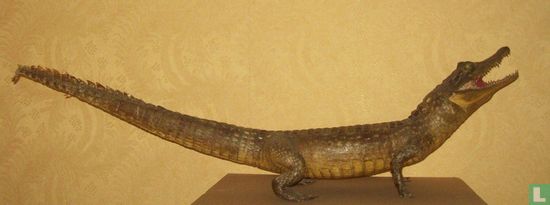 Caiman crocodillus
