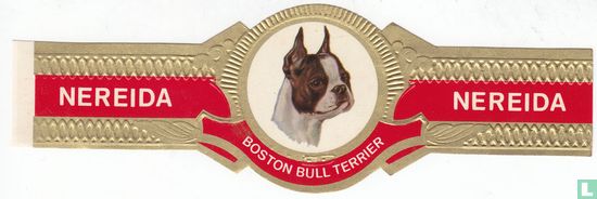 Boston-Bullterrier - Bild 1