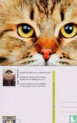 PETS´ CART´ 01 FACEBOOK CHAT CAT