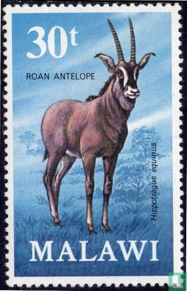 Antilopes 