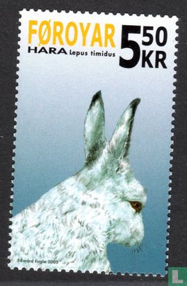 Snowshoe Hare  - Image 2