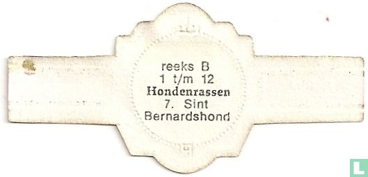 Sint Bernardshond - Afbeelding 2