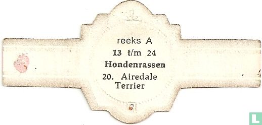 Airedale Terrier - Afbeelding 2