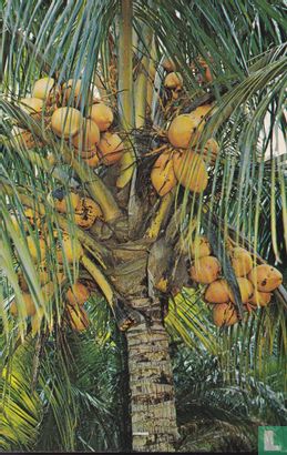 USA Coconut Palm Trees - Afbeelding 1