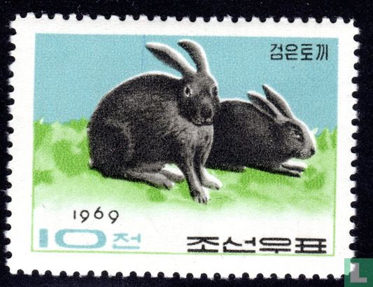Kaninchen 