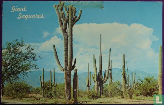 Giant Saguaros . Desert landscape Texas - Afbeelding 1