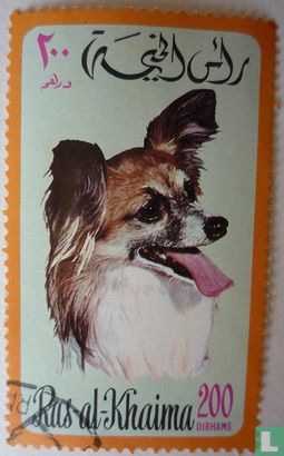 Chien Papillon