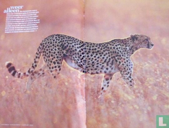 Cheetah - Image 3