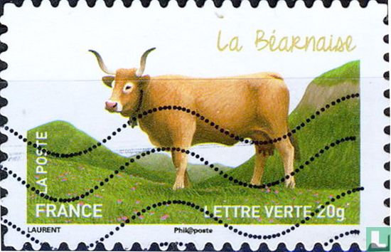 Kühe - Béarnaise
