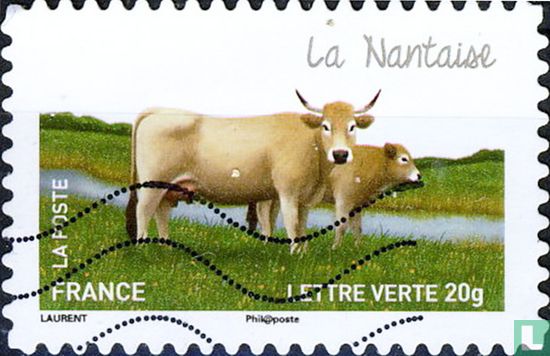 Cows - Nantaise